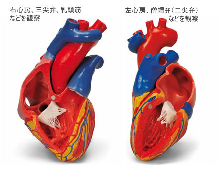 心臓模型の内部監察