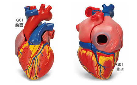 心臓模型表面