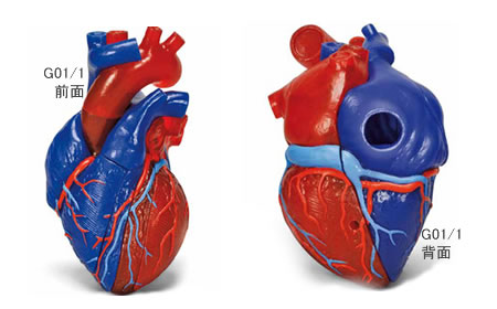 5分解の心臓模型を組み立てた状態