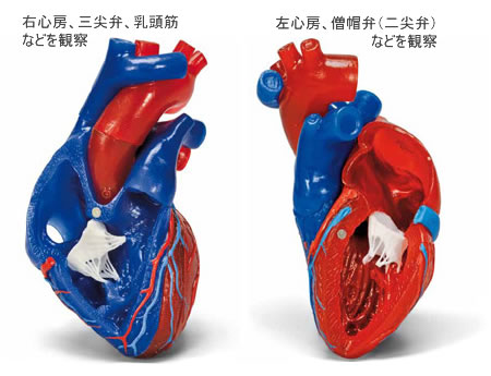 心臓内部を観察できる心臓模型