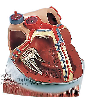 心臓、横隔膜付、3倍大・10分解模型(VD251)