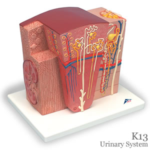 腎臓の組織構造模型