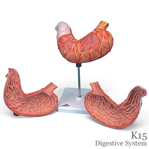 胃模型2分解