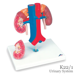 腎臓と大動・静脈模型
