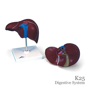 肝臓模型、胆嚢付K25