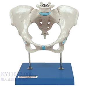 婦人正規骨盤模型 KY11022-000