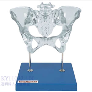 透明婦人骨盤模型 KY11022-100