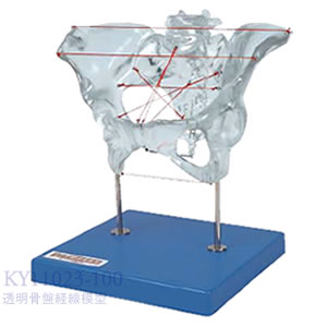 透明骨盤経線模型 KY11023-100