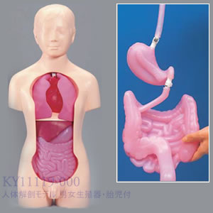 人体解剖モデル 男女生殖器・胎児付 KY11119-000