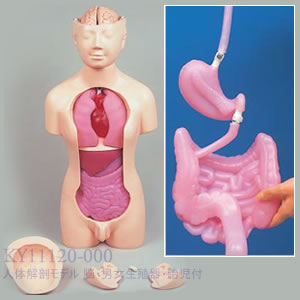 人体解剖モデル 脳・男女生殖器・胎児付 KY11120-000