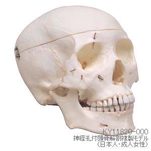 神経孔付頭骨解剖複製模型（日本人・成人女性） KY11820-000