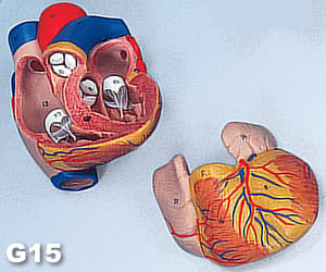 肺の解剖模型：心臓取り外し可能