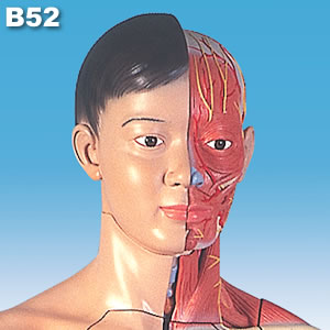 筋肉解剖等身大両性型39分解模型B52、アジア仕様