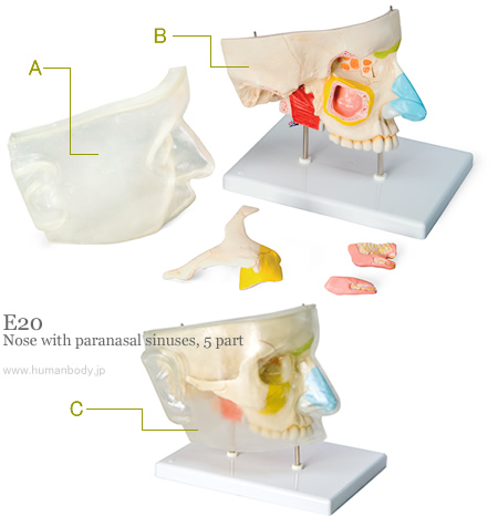 （E20）鼻腔と副鼻腔の構造をわかりやすく示す鼻腔模型