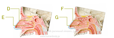 （E20）鼻腔と副鼻腔の構造、5分解モデルの正中断面