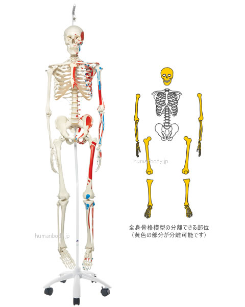 全身骨格模型A11/1は頭蓋骨、上肢、下肢を分離できます。