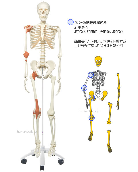 全身骨格模型A12は頭蓋骨、左上肢、下肢を分離できます。