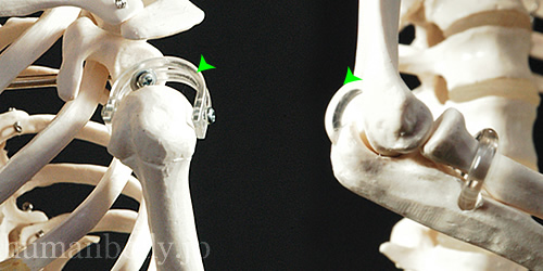 全身骨格模型A18の肩関節と肘関節