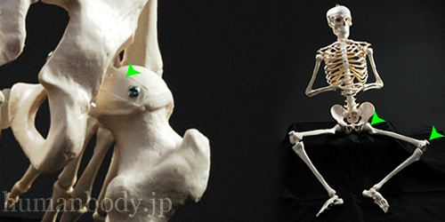 全身骨格模型A18の股関節詳細