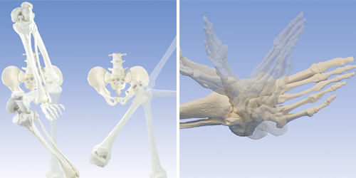股関節部分での屈曲・伸展、内転・外転と足首の底屈・背屈