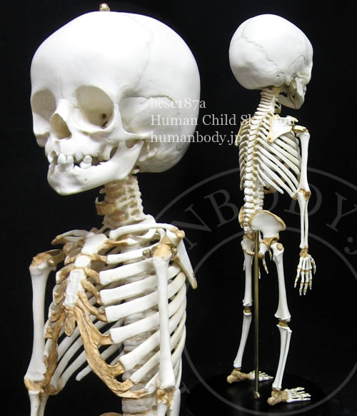 2才小児の全身骨格標本レプリカ。実物骨格標本のレプリカであるこのモデルは貴重な資料としてご利用いただけます。