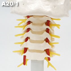 頭蓋骨模型A20/1の頚椎部正面