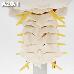 頭蓋骨模型A20/1の頚椎部背面