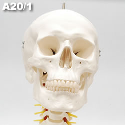 頭蓋骨模型A20/1を正面から見る