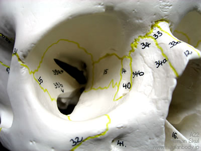 頭蓋、下顎開放型、3分解モデル（A22）の眼窩