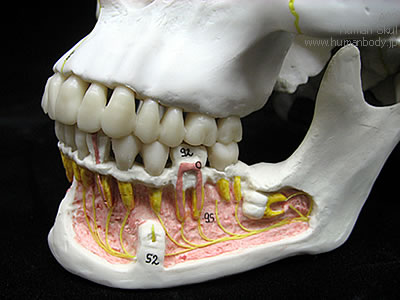下顎開放型頭蓋骨模型の下顎開放部・左側は神経の分布を表示　A22