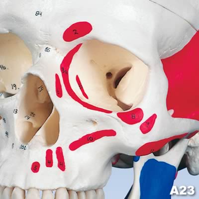 頭蓋骨模型A23表面の番号表示