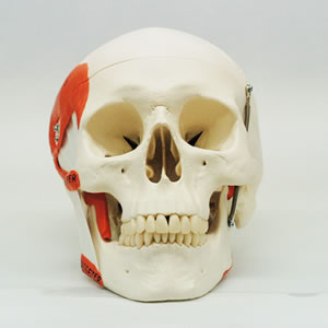 頭蓋骨模型A24を正面から見た