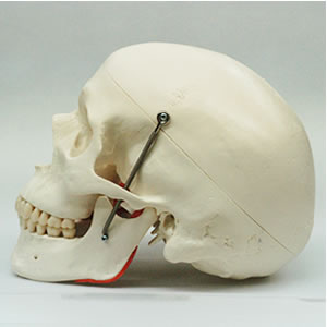 頭蓋骨模型A24の左側面