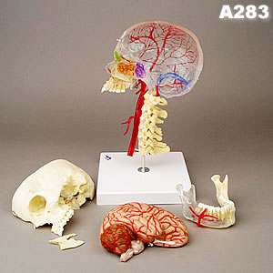 頭蓋骨模型A283、分解