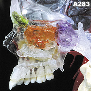 頭蓋骨模型A283、右半側