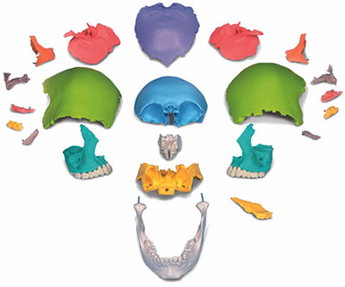 頭蓋骨模型22分解キット、マルチカラー仕様・分解図