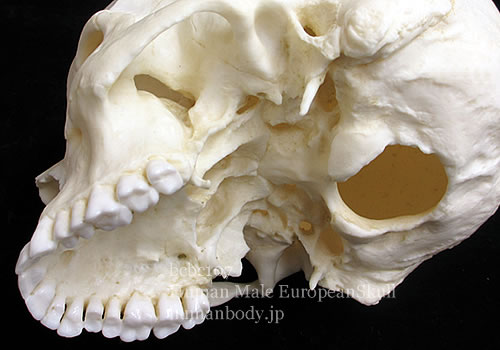 ヨーロッパ系の男性の頭蓋骨標本レプリカ BCBC107を観察