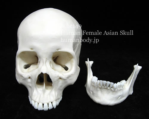 BCBC149アジア人女性頭蓋骨模型の分解した状態。