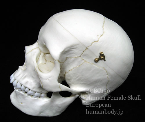 BCBC150 ヨーロッパ女性の頭蓋骨模型側面。頭蓋冠着脱が可能。