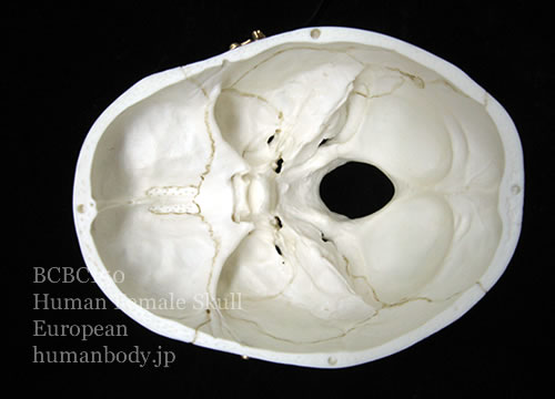 BCBC150 ヨーロッパ女性の頭蓋骨模型は頭蓋冠を取り外して頭蓋底を確認できる。