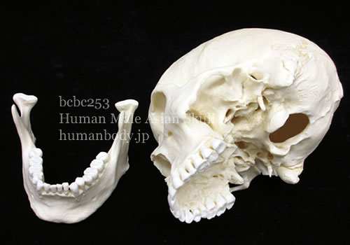 アジア系の男性の頭蓋骨標本レプリカ BCBC253を2分解の状態で観察