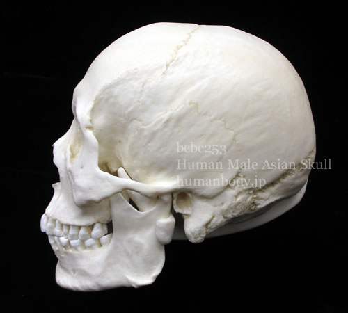 アジア系の男性の頭蓋骨標本レプリカ BCBC253を側面から見る