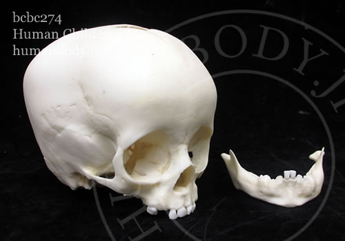 1才児の小児頭蓋骨模型　BCBC274
