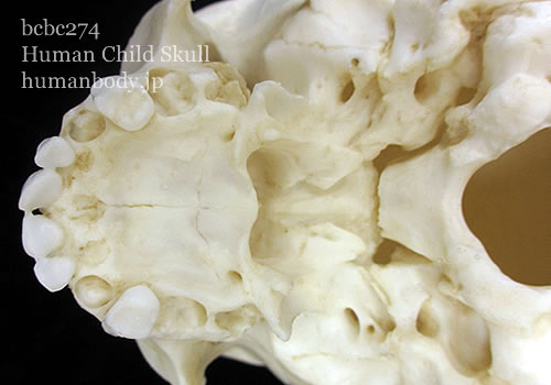 1才児の小児頭蓋骨模型　BCBC274の上顎、歯の様子