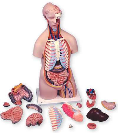 人体解剖模型B11を分解