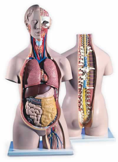 人体解剖模型B19標準型トルソー、18分解、無性、背側開放型