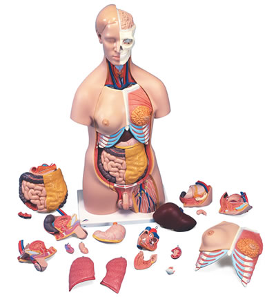 人体解剖模型B32 トルソー、20分解、両性
