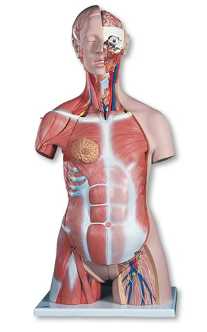 筋肉解剖模型B40筋肉トルソー、31分解、両性、背側開放型