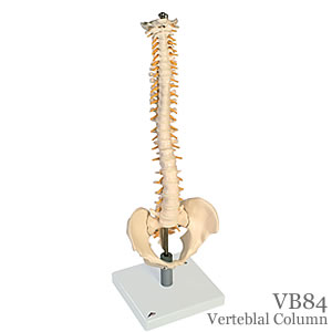 脊柱可動型模型、軟椎間板型