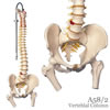 脊柱可動型モデル、大腿骨付